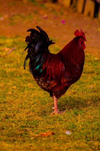 Foto huhn - vogel