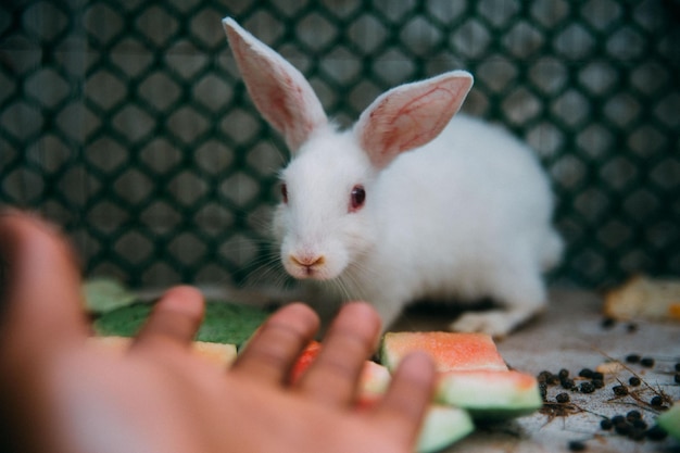 Un humano mostrando gestos de la mano a un conejo blanco