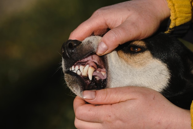 Humano segura a mandíbula do cão com as duas mãos e expõe mordida e dentes dentes de cachorro jovem closeup