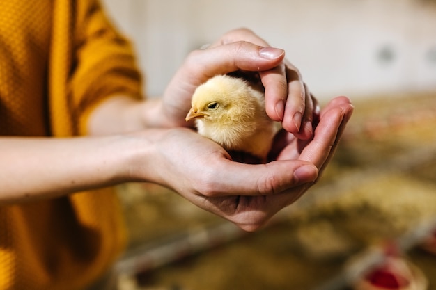 Humano segurando um frango nas mãos.