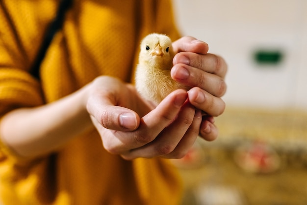 Humano segurando um frango nas mãos.