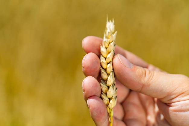 Humano sostiene en su mano tallo de trigo maduro en el fondo del campo en el verano Campo de trigo agrícola Primer plano