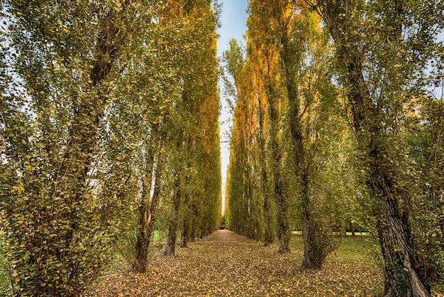 sin humanos paisaje al aire libre naturaleza árbol bosque día cielo camino cielo azul