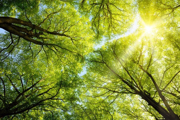 Foto sin humanos paisaje de árboles al aire libre naturaleza luz del sol día cielo bosque