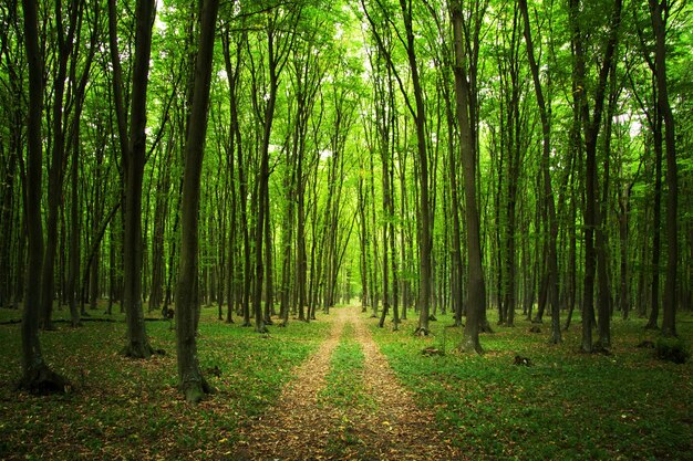 Foto sin humanos paisaje naturaleza bosque al aire libre árbol hierba camino verde tema día camino luz del sol