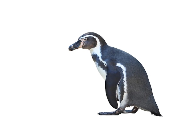 Humboldt-Pinguin, der auf weißem Hintergrund steht.