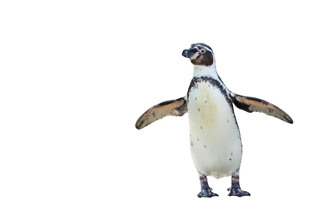 Humboldt-Pinguin, der auf weißem Hintergrund steht.