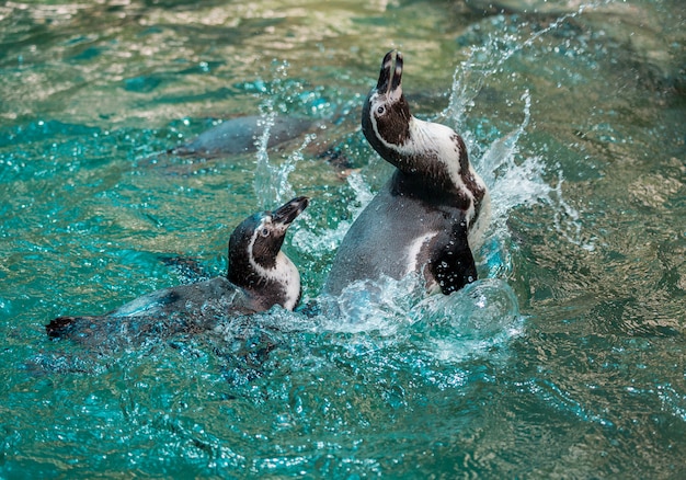 Humboldt-Pinguin, peruanischer Pinguin, Wasser spielend.
