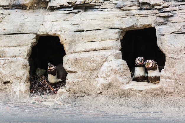 Humboldt-Pinguin (Spheniscus humboldti), auch Peruanischer Pinguin oder Patranca genannt, auf den Felsen einer Klippe.