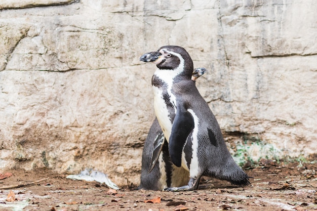 Humboldt-Pinguin (Spheniscus humboldti), auch Peruanischer Pinguin oder Patranca genannt, auf den Felsen einer Klippe.