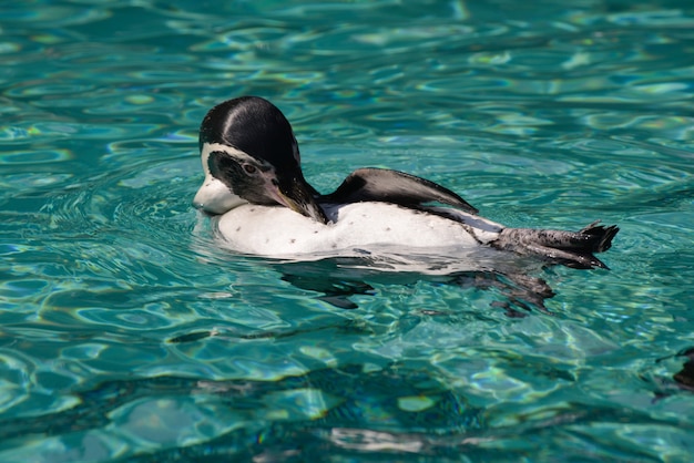 Humboldt-Pinguin (Spheniscus Humboldti)