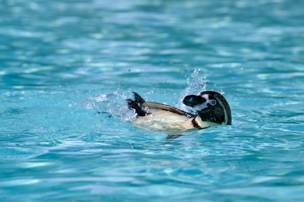 Humboldt-Pinguin Spheniscus humboldti