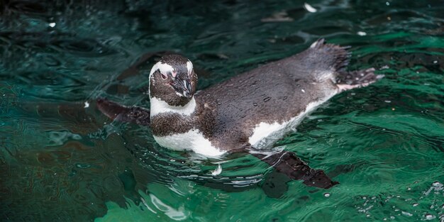 Humboldt-Pinguinspheniscus humboldtisschwimmt in einem Gewässer im Freien