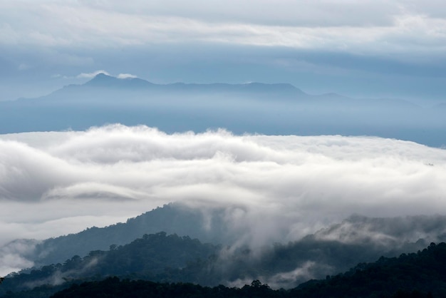 La humedad del mar de niebla está saturada sobre una montaña forestal