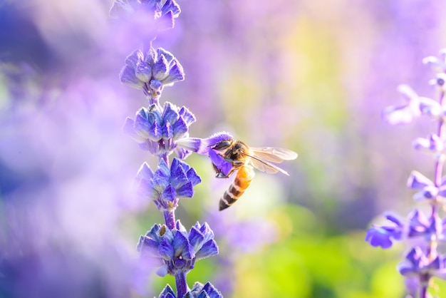 Hummel auf blühender Blume des Lavendels in wärmendem Sonnenaufgang