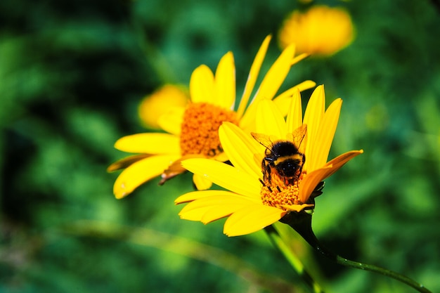 Hummel auf der gelben Blume. Sommerkonzept