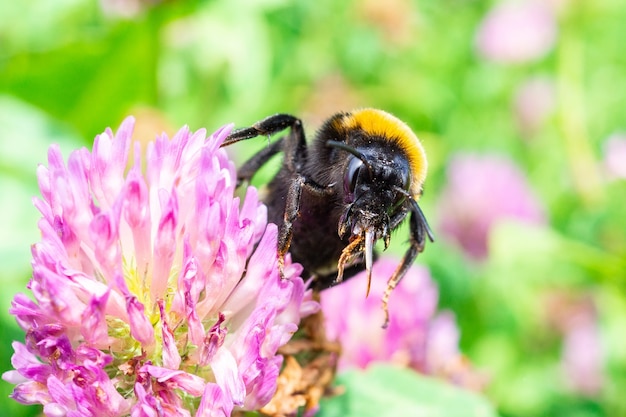 Hummel auf einem Klee