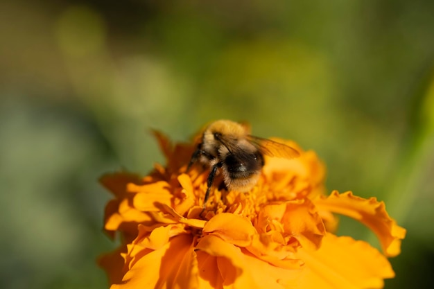 Hummel auf einer orangefarbenen Blume im Garten