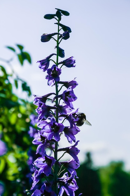 Hummel auf einer violetten Feldblume auf der Suche nach etwas Leckerem