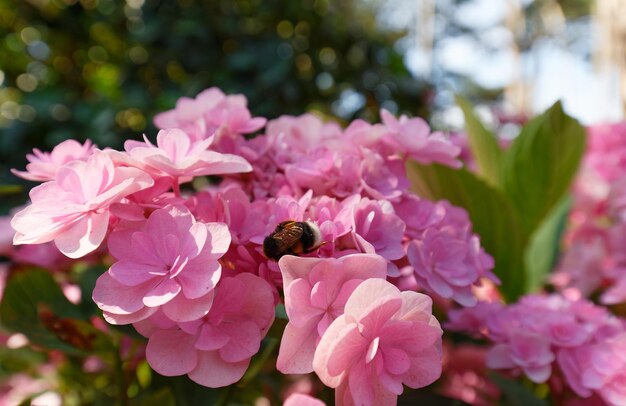 Hummel auf rosa Blüten im Frühjahr