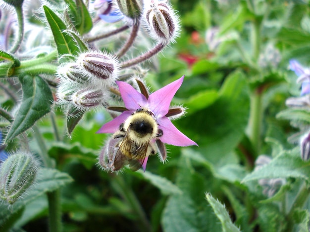 Hummel auf rosa Borretschblüte Makroaufnahme