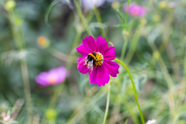 Hummel bedeckt mit Pollen auf einer Kosmosblume