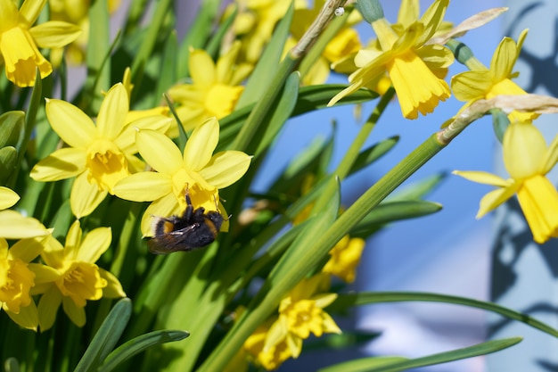 Hummel bestäubt gelbe Narzissen im Freien im Park.