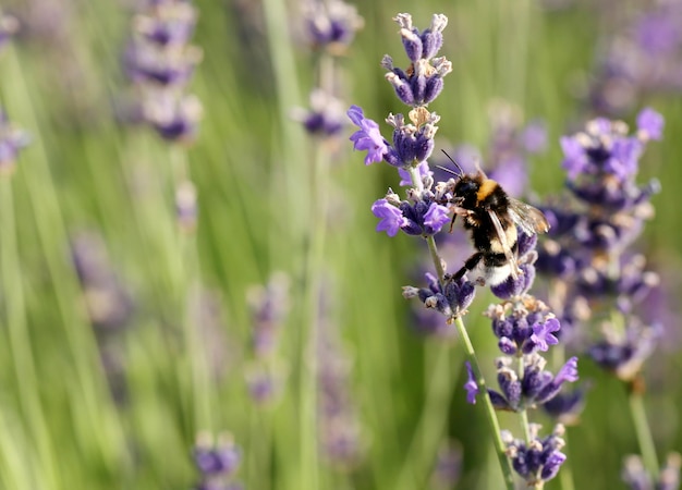 Hummel in Lavendelblüte in einem Garten