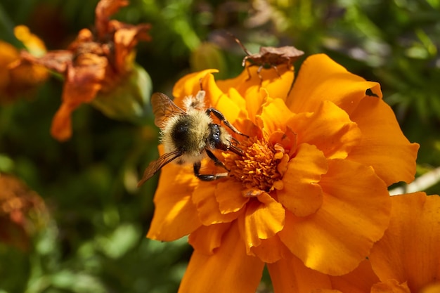 Hummel lat Bombus sammelt Pollen und Nektar von Ringelblumenblüten