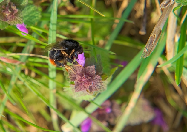 Hummel mit Milben