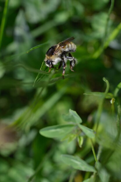 Hummel Nahaufnahme Makro in der Natur