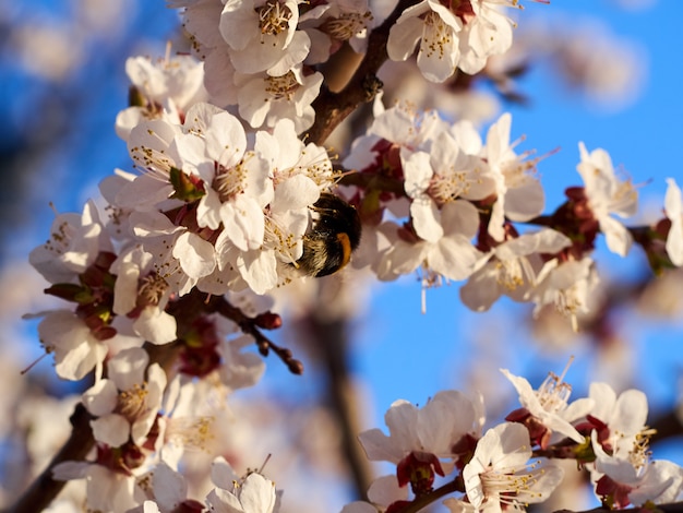 Hummel oder Biene gegen den blauen Himmel in den weißen rosa Blumen und in den Kirschbaumzweigen