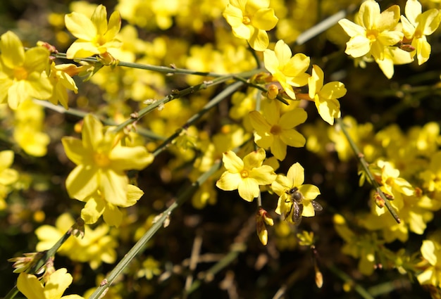 Hummel oder Honigbiene bestäubt Winterjasmin - Jasminum nudiflorum