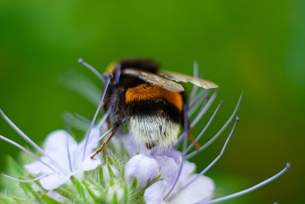 Hummel sammeln Nektar auf Phacelia Blume.