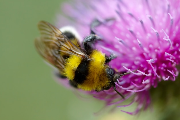 Hummel sammelt Nektar auf Distelblume