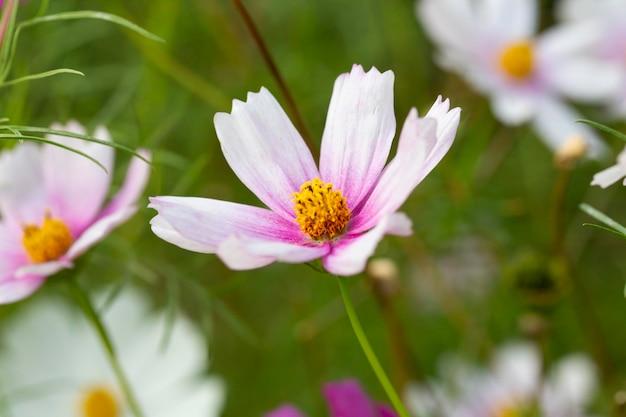 Hummel sammelt Nektar auf einer weißen Kosmosblume, ihm folgt eine kleine Spinnenmakroaufnahme von a