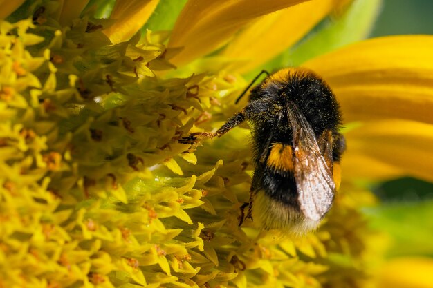 Hummel sammelt Nektar und Pollen auf einer blühenden Sonnenblumenblume an einem Sommertag Nahaufnahme Makrofotografie