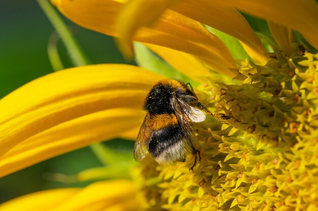 Hummel sammelt Nektar und Pollen auf einer blühenden Sonnenblumenblume an einem Sommertag Nahaufnahme Makrofotografie