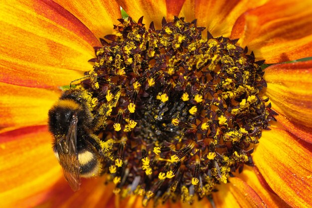 Hummel sammelt Nektar und Pollen auf einer blühenden Sonnenblumenblume an einem Sommertag Nahaufnahme Makrofotografie