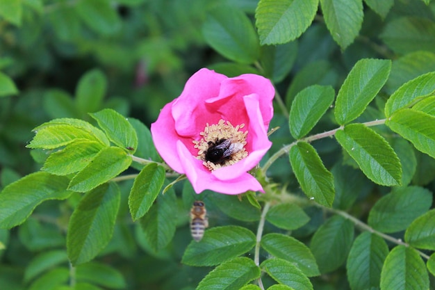 Foto hummel sammelt nektar von blühenden heckenrosen