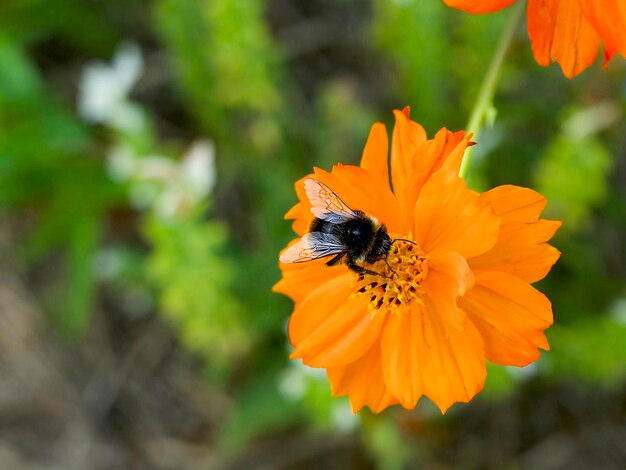 Hummel sammelt Pollen von einer orangefarbenen Kosmosblume auf einer grünen Wiese an einem warmen Sommertag