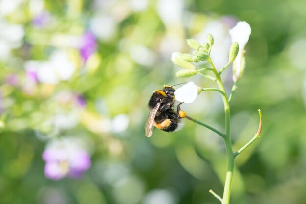 Hummel sitzt auf einer Blume. Hummel, die Pollen frisst