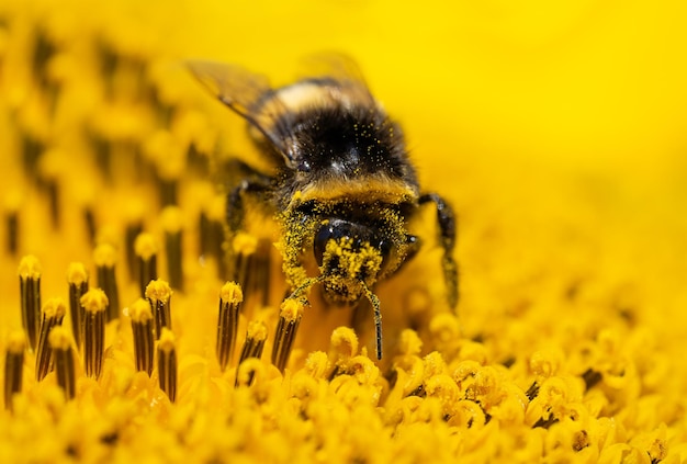 Hummel sitzt auf Sonnenblumen bedeckt mit Pollen Makroaufnahme