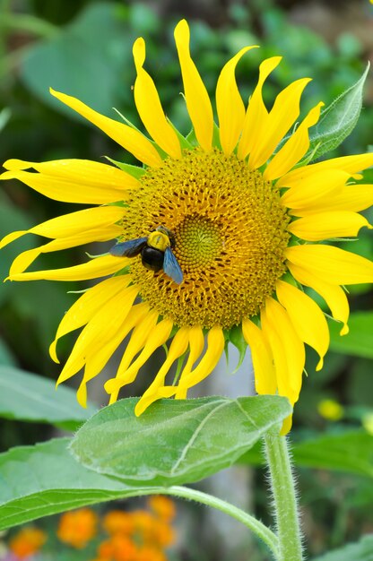 Hummel und Sonnenblume