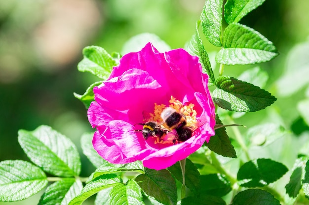 Hummelblume der wilden Rose