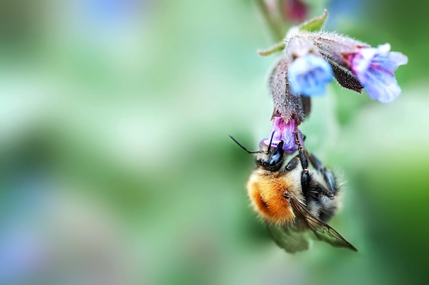 Hummelnahaufnahme, die nach Nektar auf einem Kopienraum des selektiven Fokus der Blume sucht