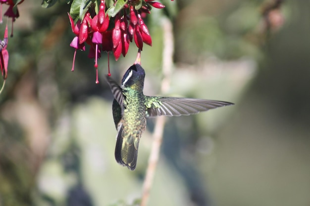 Foto hummingbird