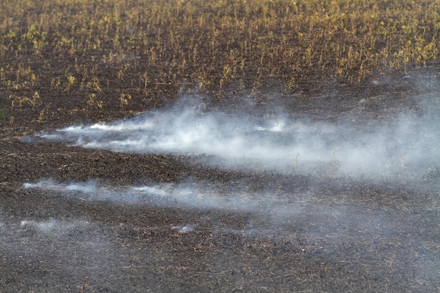 Humo en caso de incendio en el campo agrícola