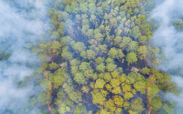 Un humo de un incendio forestal que sale de un bosque lleno de diferentes tipos de plantas verdes.