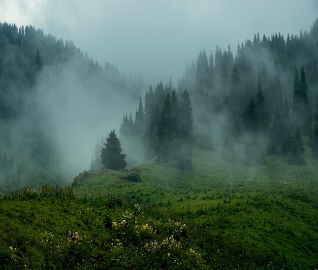 Un humo que sale de un bosque lleno de diferentes tipos de plantas verdes en la montaña de verano